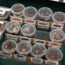 II Międzynarodowy Dzień Wymiany Owadów i Targi Entomologiczne w Muzeum Górnośląskim w B