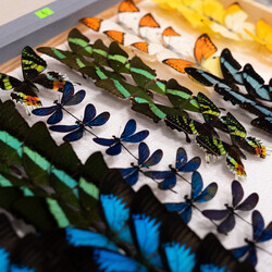 II Międzynarodowy Dzień Wymiany Owadów i Targi Entomologiczne w Muzeum Górnośląskim w B