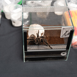 II Międzynarodowy Dzień Wymiany Owadów i Targi Entomologiczne w Muzeum Górnośląskim w B