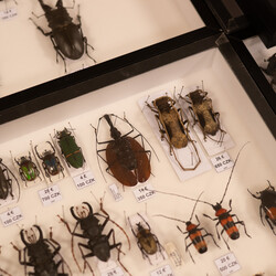 II Międzynarodowy Dzień Wymiany Owadów i Targi Entomologiczne w Muzeum Górnośląskim w B