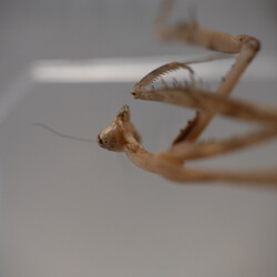 II Międzynarodowy Dzień Wymiany Owadów i Targi Entomologiczne w Muzeum Górnośląskim w B