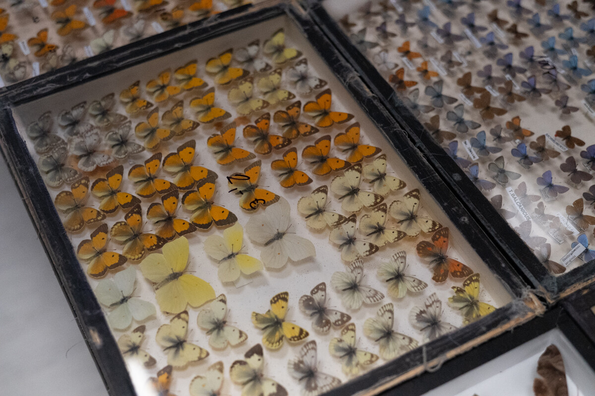 Za nami II Międzynarodowy Dzień Wymiany Owadów i Targi Entomologiczne w Muzeum Górnośląskim w Bytomiu / fot. Krzysztof Faber