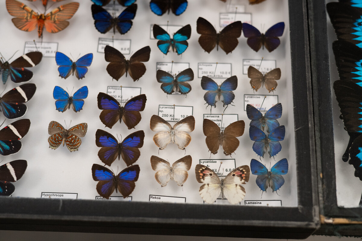 Za nami II Międzynarodowy Dzień Wymiany Owadów i Targi Entomologiczne w Muzeum Górnośląskim w Bytomiu / fot. Krzysztof Faber