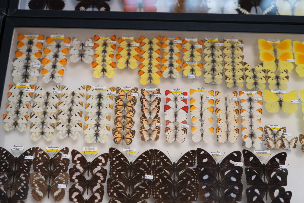 Za nami II Międzynarodowy Dzień Wymiany Owadów i Targi Entomologiczne w Muzeum Górnośląskim w Bytomiu / fot. Krzysztof Faber