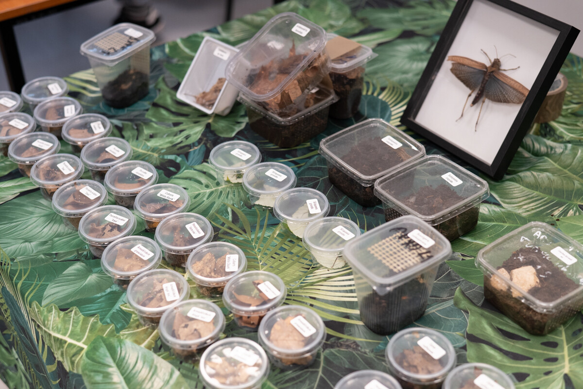 Za nami II Międzynarodowy Dzień Wymiany Owadów i Targi Entomologiczne w Muzeum Górnośląskim w Bytomiu / fot. Krzysztof Faber