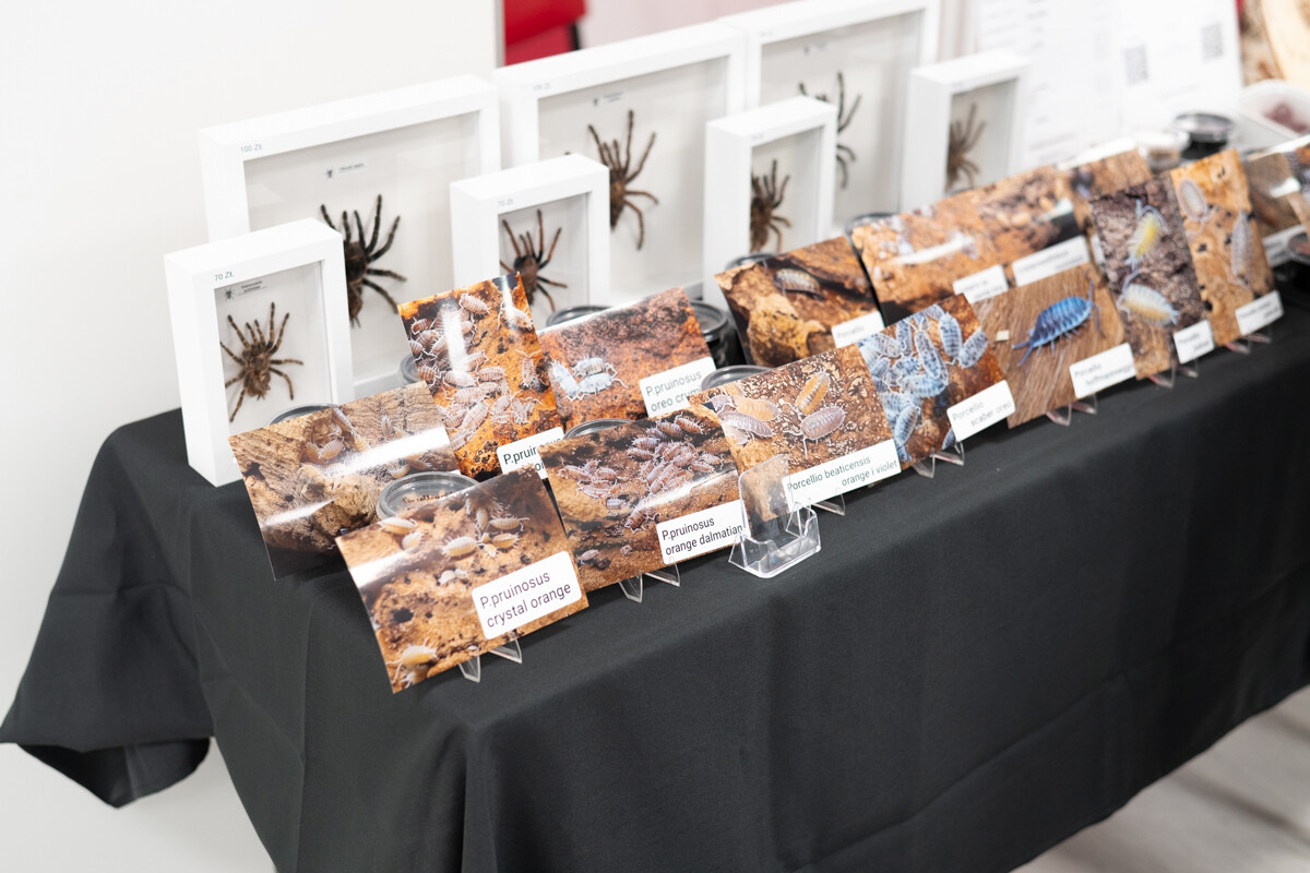 Za nami II Międzynarodowy Dzień Wymiany Owadów i Targi Entomologiczne w Muzeum Górnośląskim w Bytomiu / fot. Krzysztof Faber