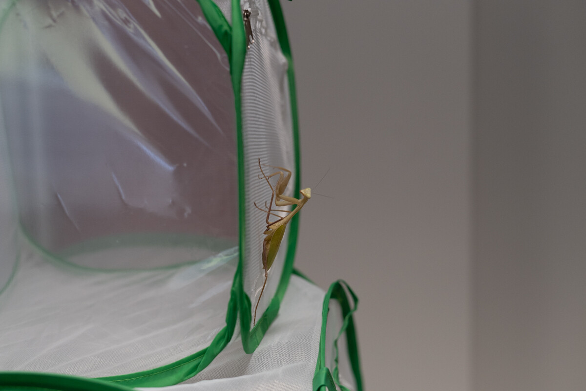 Za nami II Międzynarodowy Dzień Wymiany Owadów i Targi Entomologiczne w Muzeum Górnośląskim w Bytomiu / fot. Krzysztof Faber