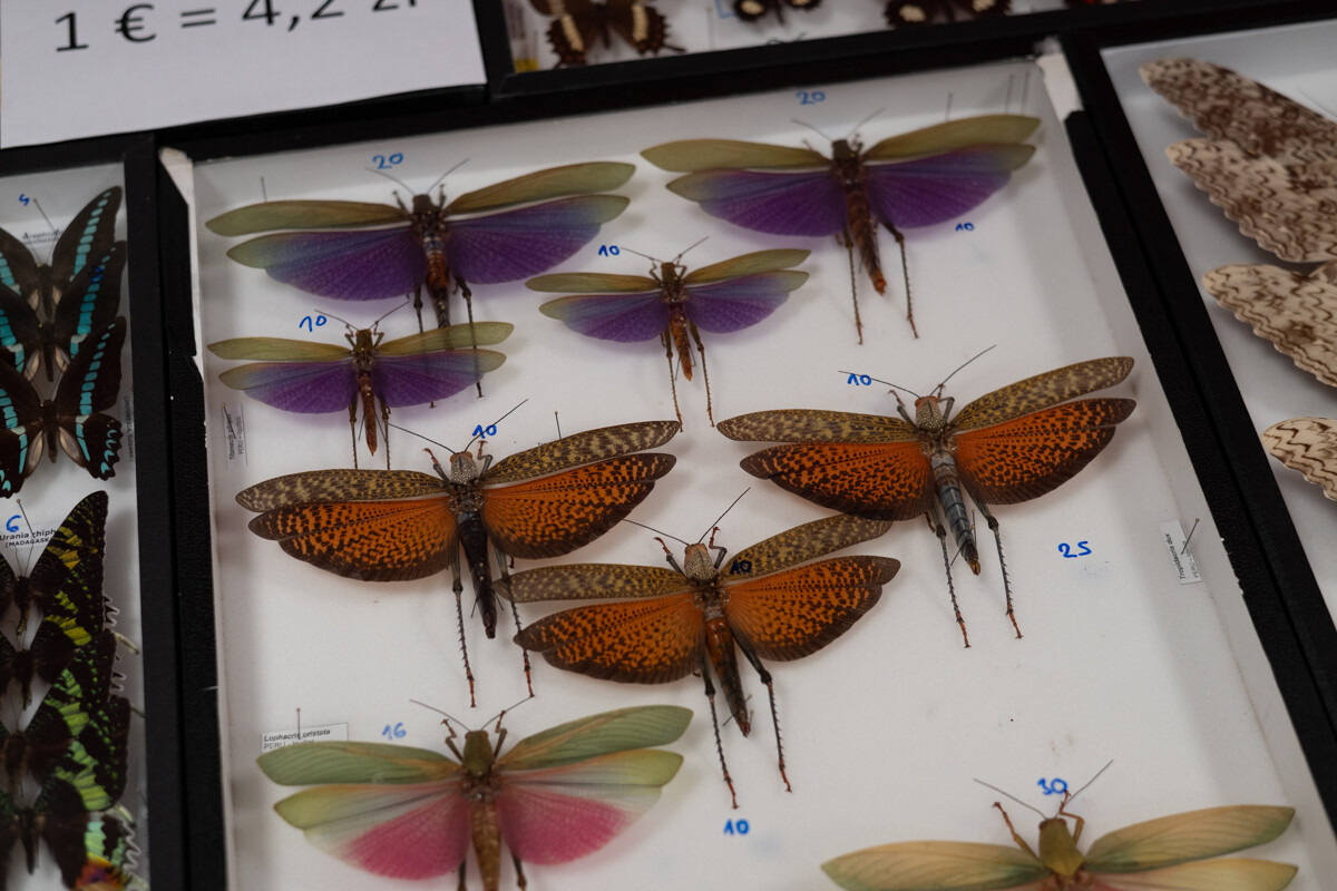 Za nami II Międzynarodowy Dzień Wymiany Owadów i Targi Entomologiczne w Muzeum Górnośląskim w Bytomiu / fot. Krzysztof Faber