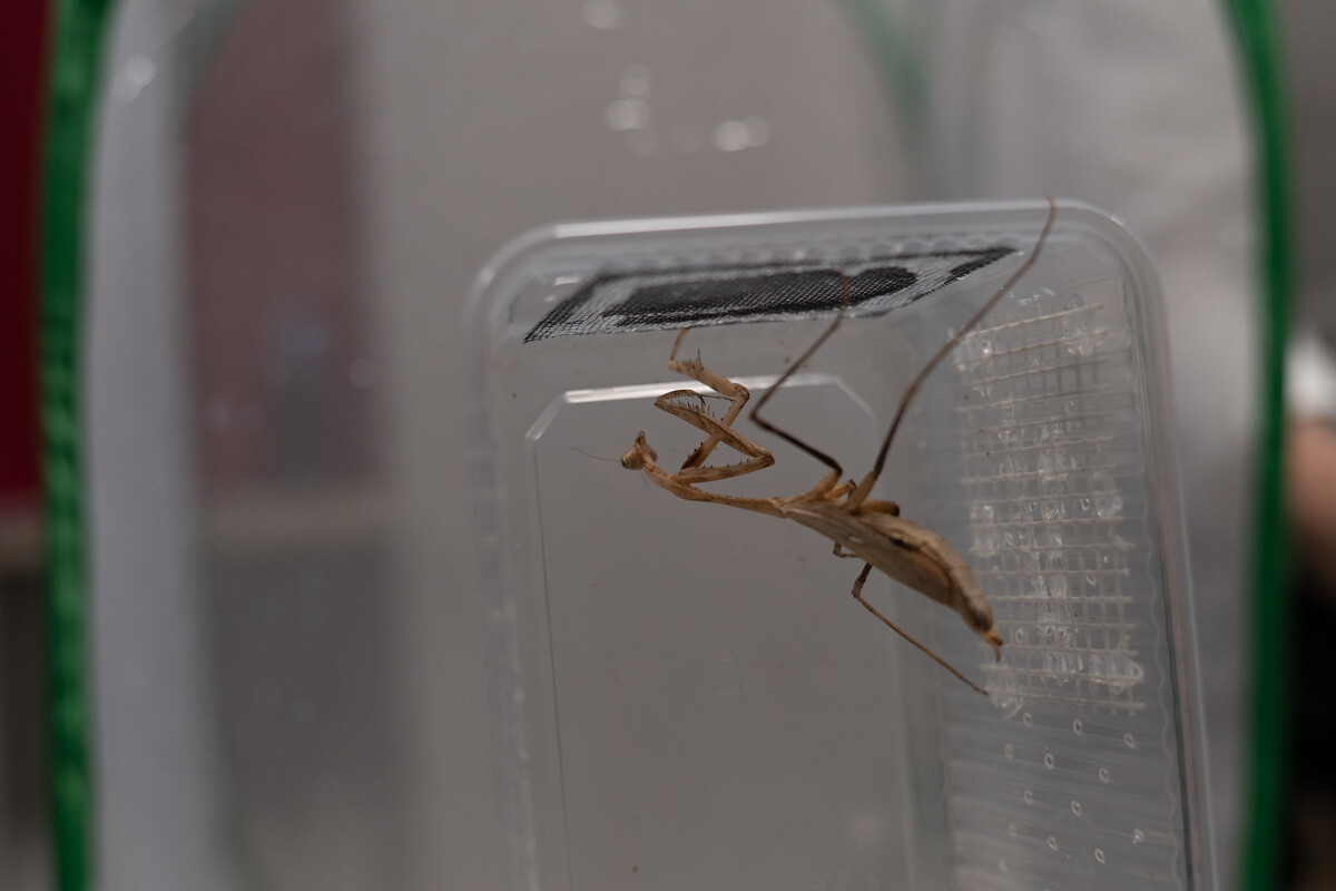 Za nami II Międzynarodowy Dzień Wymiany Owadów i Targi Entomologiczne w Muzeum Górnośląskim w Bytomiu / fot. Krzysztof Faber