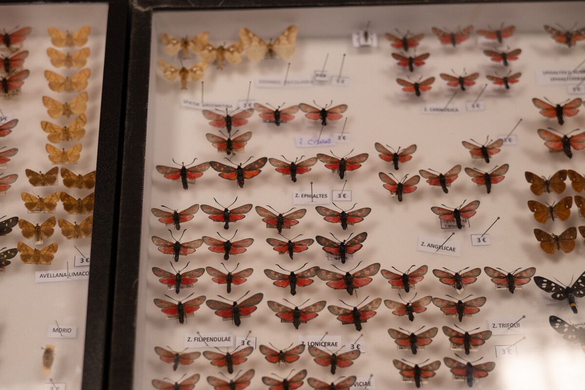 Za nami II Międzynarodowy Dzień Wymiany Owadów i Targi Entomologiczne w Muzeum Górnośląskim w Bytomiu / fot. Krzysztof Faber