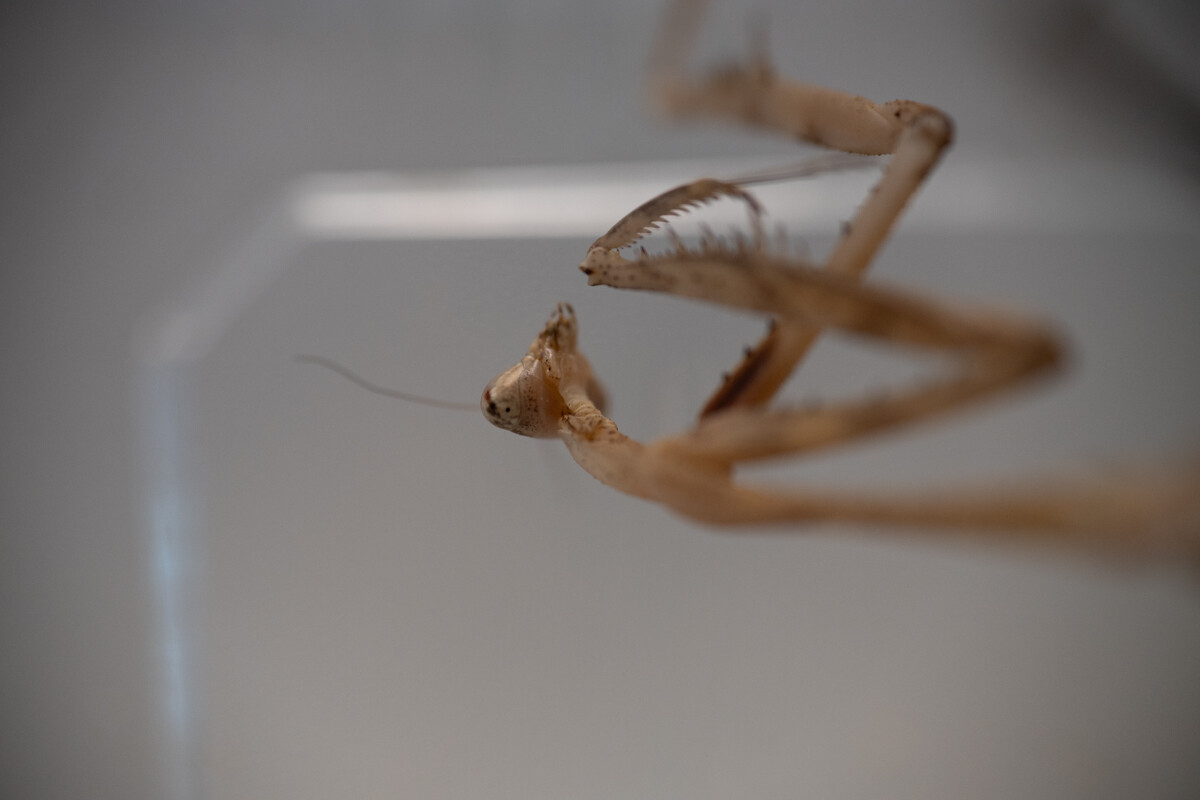 Za nami II Międzynarodowy Dzień Wymiany Owadów i Targi Entomologiczne w Muzeum Górnośląskim w Bytomiu / fot. Krzysztof Faber