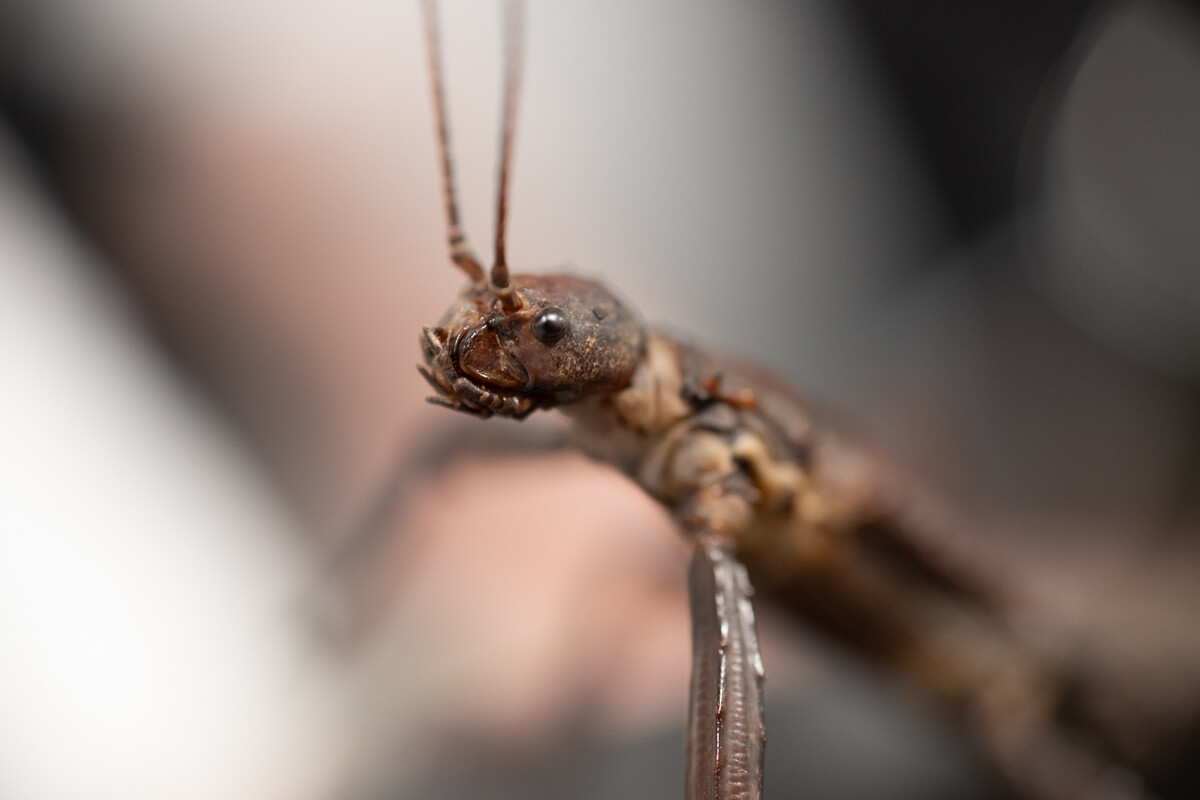 Za nami II Międzynarodowy Dzień Wymiany Owadów i Targi Entomologiczne w Muzeum Górnośląskim w Bytomiu / fot. Krzysztof Faber