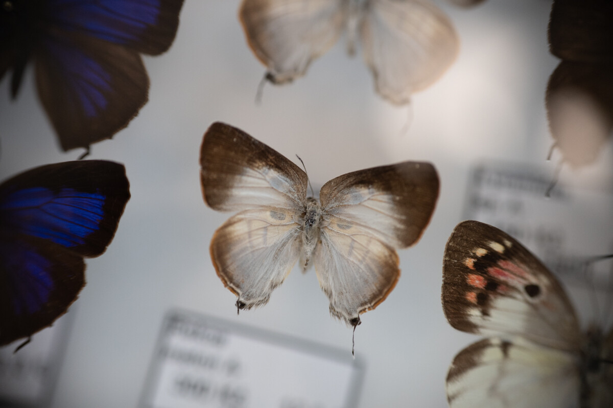 Za nami II Międzynarodowy Dzień Wymiany Owadów i Targi Entomologiczne w Muzeum Górnośląskim w Bytomiu / fot. Krzysztof Faber