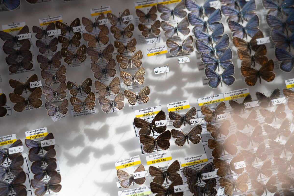 Za nami II Międzynarodowy Dzień Wymiany Owadów i Targi Entomologiczne w Muzeum Górnośląskim w Bytomiu / fot. Krzysztof Faber