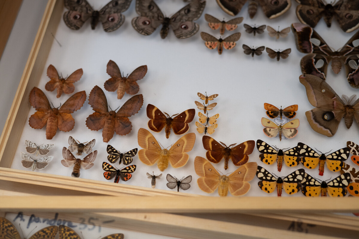 Za nami II Międzynarodowy Dzień Wymiany Owadów i Targi Entomologiczne w Muzeum Górnośląskim w Bytomiu / fot. Krzysztof Faber